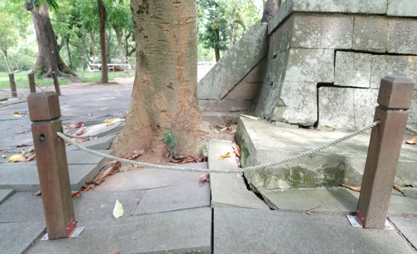 ▲嘉義公園內的第一代嘉義神社遺址，基壇遭玉蘭花和芒果樹的樹根入侵而崩裂。（圖／嘉義市政府文化局提供）