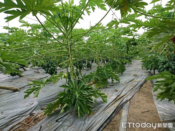 ▲農委會高雄區農業改良場籲請農友重視霪雨對木瓜栽培所造成的問題，以減少損失。（圖／記者陳崑福翻攝）