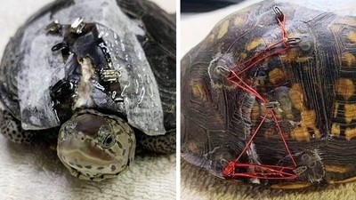 捐胸罩救小烏龜！動物醫生「剪釦子拼龜殼」意外成功　萬件胸罩湧入動保所