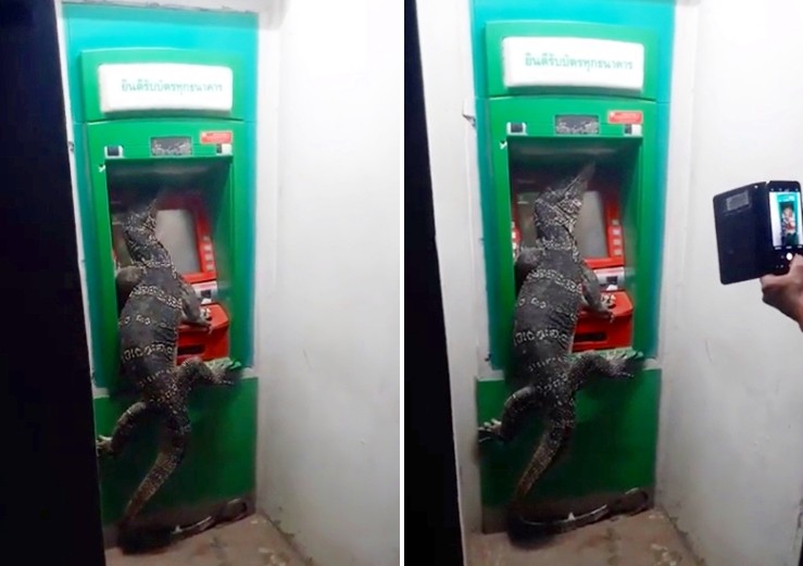 ▲▼水巨蜥趴在ATM像是在領錢。（圖／翻攝自YouTube／iLifepost 愛生活）