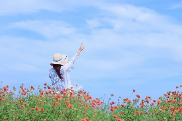 ▲觀音濱海遊憩區天人菊。（圖／ig@3more_hi4提供，請勿隨意翻拍，以免侵權）