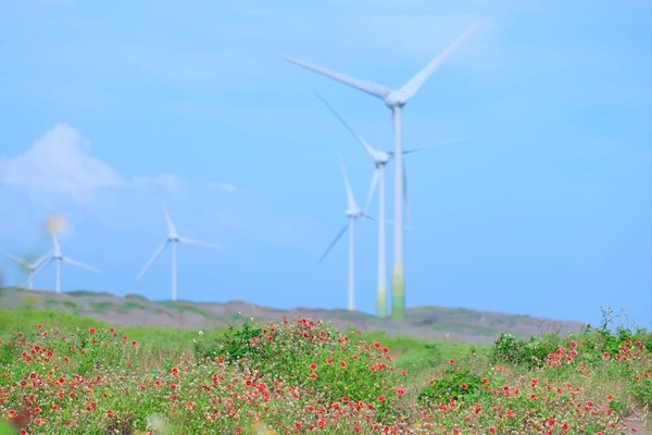 ▲觀音濱海遊憩區天人菊。（圖／ig@3more_hi4提供，請勿隨意翻拍，以免侵權）