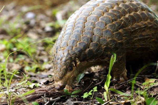 ▲「巨型穿山甲」匍匐台北動物園　原來是熱帶雨林動物新家。（圖／台北市立動物園提供）