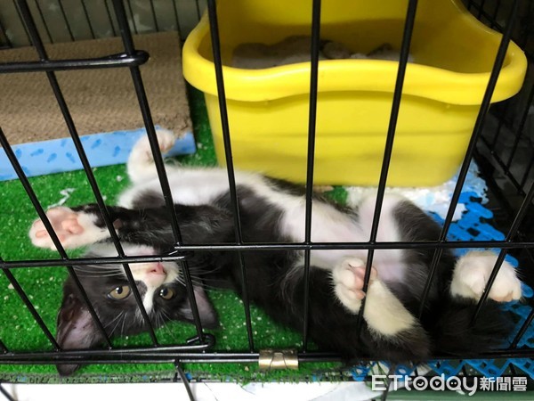 ▲賓士幼貓躺在籠內撒嬌。（圖／有點毛毛的／網友歐董授權提供）