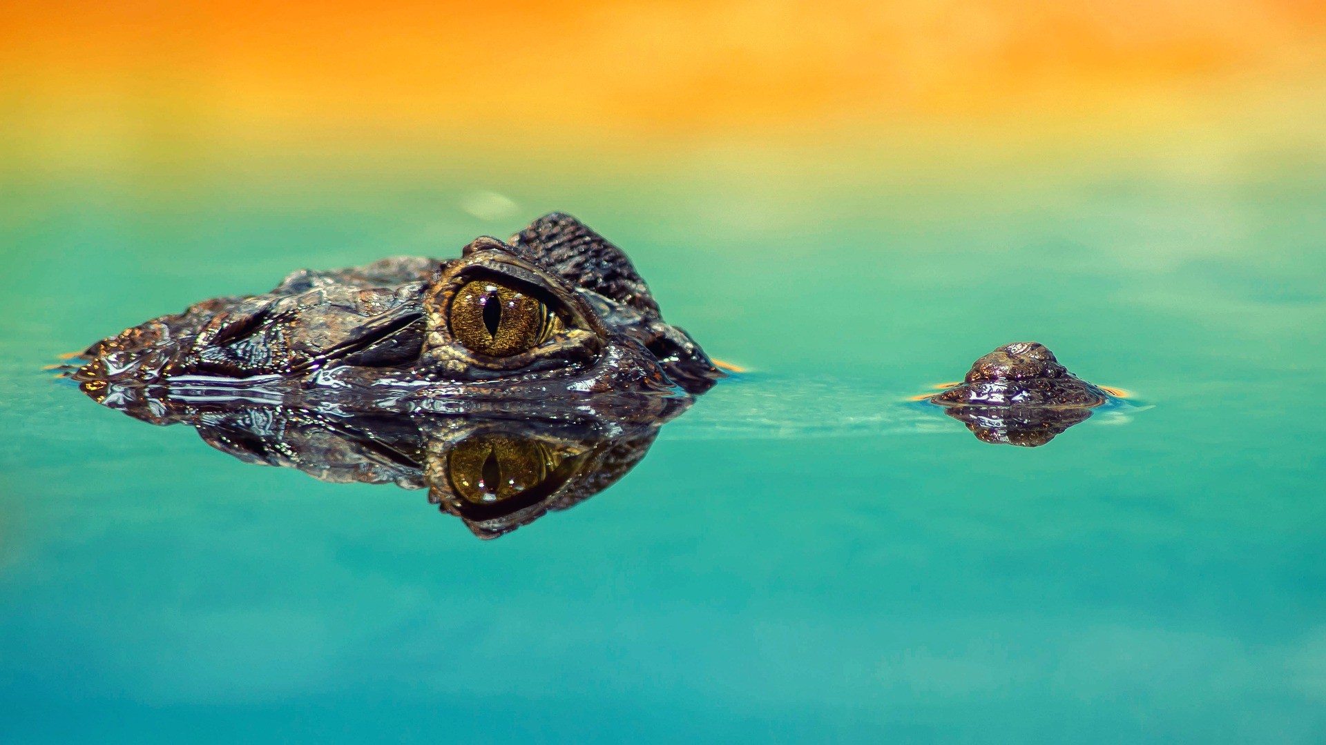 ▲▼鱷魚。（圖／取自免費圖庫pixabay）