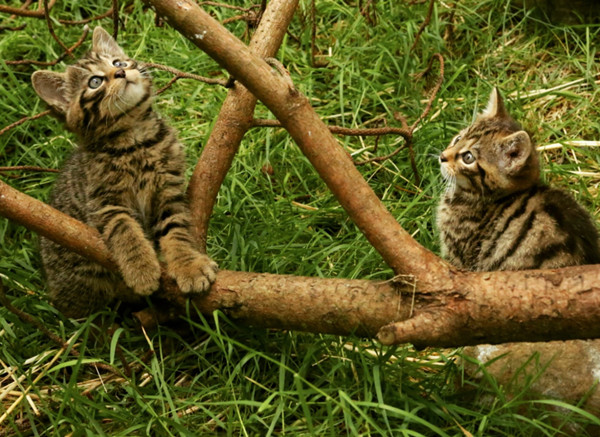 ▲▼Scottish Wildcat,蘇格蘭野貓,Aigas Field（圖／翻攝自Twitter@Aigas）