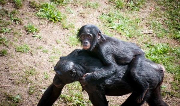 ▲▼黑猩猩,靈長類。（圖／取自免費圖庫CC0）