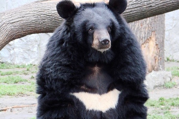 ▲亞洲黑熊一家三口困在巨大的飼料桶裡，此為亞洲黑熊示意圖。（圖／翻攝自維基）