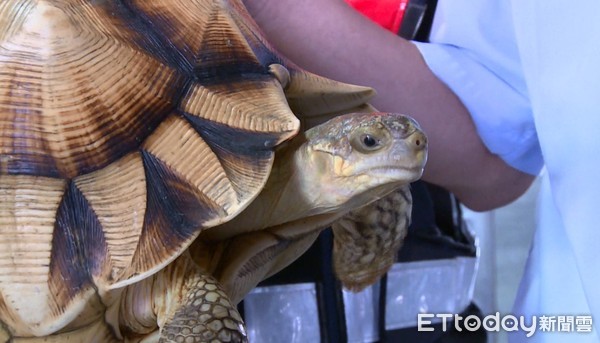 ▲台北關18日查獲走私稀有保育類動物，其中安哥洛卡陸龜有明顯年輪狀紋路相當特殊。（圖／記者沈繼昌翻攝）