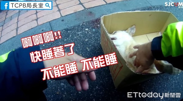 ▲沙鹿暖警衝百米救吐血小黃狗！心疼急喊「不要睡」惹哭網友。（圖／翻攝自TCPB 局長室）