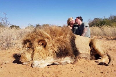 夫妻南非獵殺獅子　PO「巨獅屍體旁熱情擁吻」照　挨轟：殘忍又變態