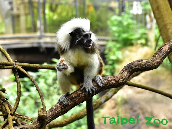 美食被鄰居幹走！樹獺氣炸狂揮爪。（圖／台北市立動物園提供）