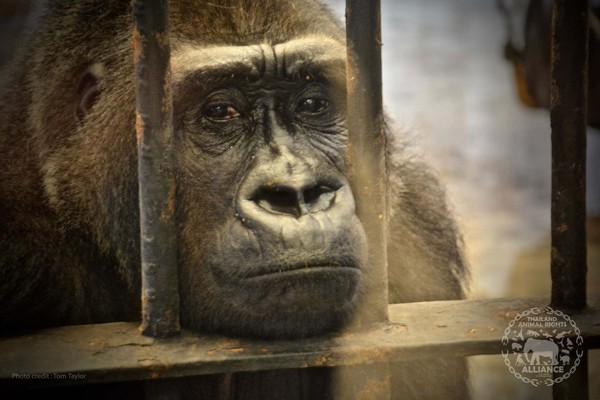 ▲▼被關在室內動物園27年的大猩猩 Bua Noi。（圖／翻攝自FB／สัตว์ : สิทธิและโอกาส - Thailand Animal Rights Alliance）