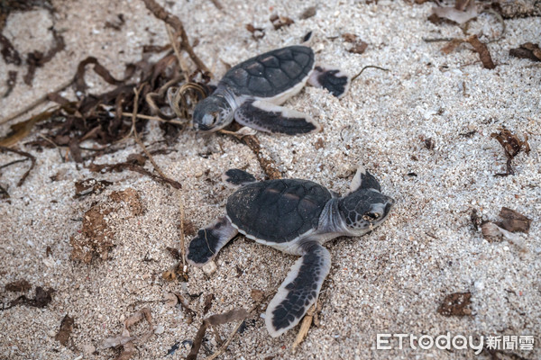 ▲睽違近4年！東沙島驚見7隻「孵化小海龜」。（圖／海洋國家公園管理處提供）