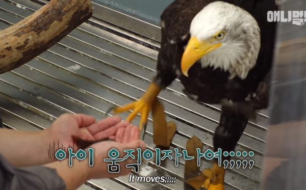 韓國動物園白頭海鵰。（圖／翻攝自SBS TV동물농장x애니멀봐）