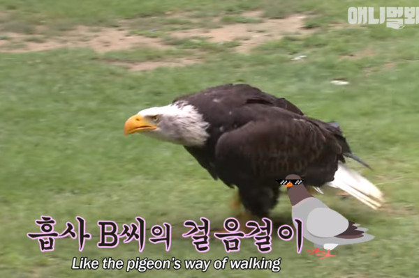 韓國動物園白頭海鵰。（圖／翻攝自SBS TV동물농장x애니멀봐）