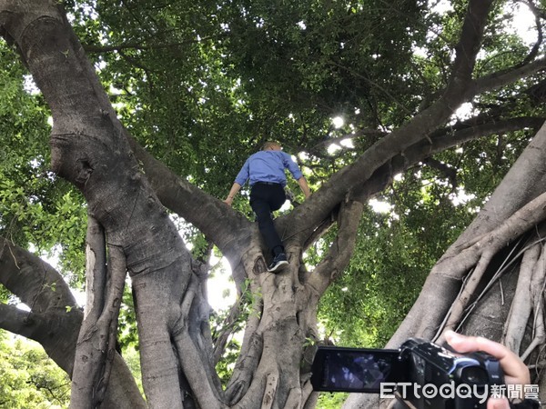 ▲▼韓國瑜視察登革熱，勞工公園爬樹。（圖／記者洪靖宜攝）