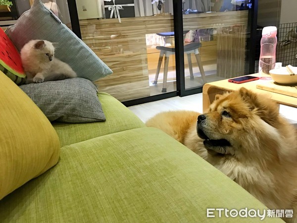 ▲鬆獅犬Polly和布偶貓Miumiu生活照。（圖／Polly寶莉&寶爸的幸福生活時光授權提供）