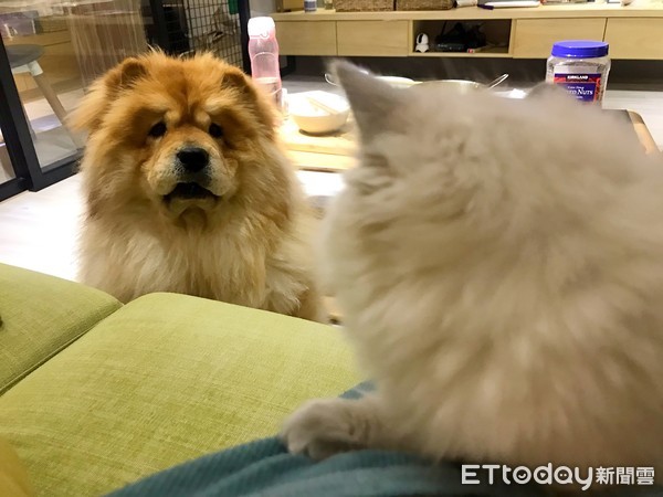 ▲鬆獅犬Polly和布偶貓Miumiu生活照。（圖／Polly寶莉&寶爸的幸福生活時光授權提供）
