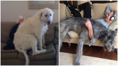 忘記自己很大隻！「世界最高的狗」愛爾蘭獵狼犬愛饋休　主人腿要坐斷啦