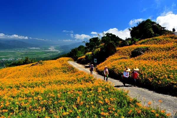 ▲▼花蓮六十石山。（圖／花蓮富里鄉農會提供）