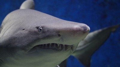 都不用刷牙！鯊魚內建超純牙膏「免疫蛀牙」　斷了還能換牙三萬次