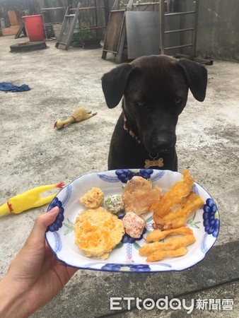 大哥汪見「蔬菜餐」表情超厭世!(圖/臉書粉專「菜包不是菜包」提供)