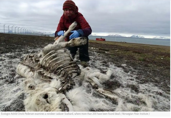▲▼挪威科學家於冷岸群島（Svalbard）進行調查後發現，該地區有200隻馴鹿餓死，數量異常高；而這件事的起因是「氣候變遷」。根據挪威極地研究所的數據顯示，自1980年起，冷岸群島馴鹿數量成長了一倍，現在大約有2萬2000隻。（圖／翻攝自獨立報）