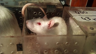 人鼠胚胎實驗解印！「人獸嵌合體」製造器官　倫理問題爆爭議