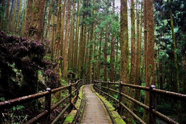 ▲阿里山景點新玩法。（圖／Tripbaa趣吧！亞洲自由行專家提供）