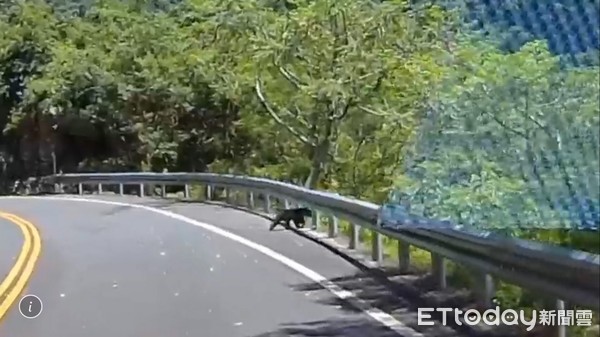 ▲▼崔姓駕駛車上的行車記錄器清楚錄下小黑熊身影。（圖／民眾提供，下同）