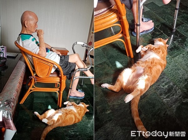 ▲怕90歲爺反對養貓...收編5年才帶回家。（圖／網友Sellin授權提供）