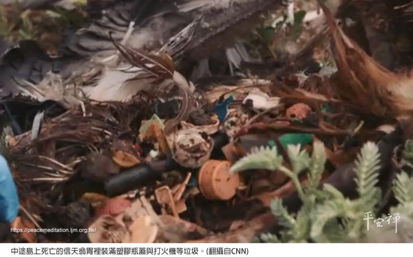 ▲中途島上死亡的信天翁胃裡裝滿塑膠瓶蓋與打火機等垃圾。(翻攝自CNN)