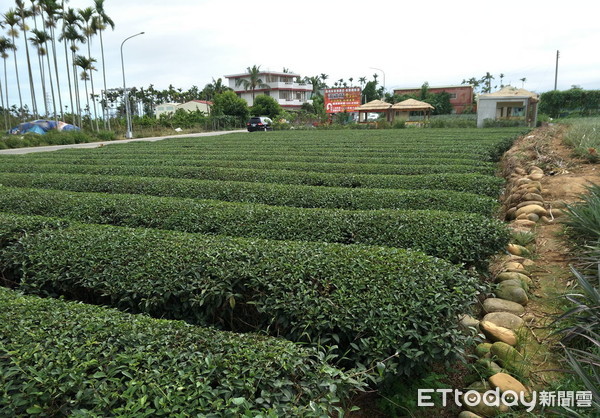 ▲▼飲茶文化，茶樹，茶園，茶葉。（圖／ETtoday資料照）