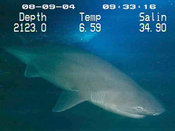 ▲灰六腮鯊。（圖／取自Wikipedia）