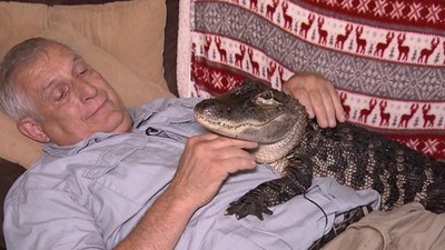 「微笑鱷魚」比家貓還溫柔！牠治好主人的憂鬱症　最愛趴在肚子上討摸