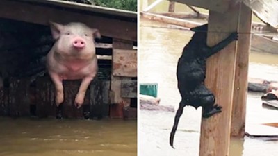 另組救援隊「專救寵物」！洪水淹沒俄農村　消防隊折返救貓豬狗