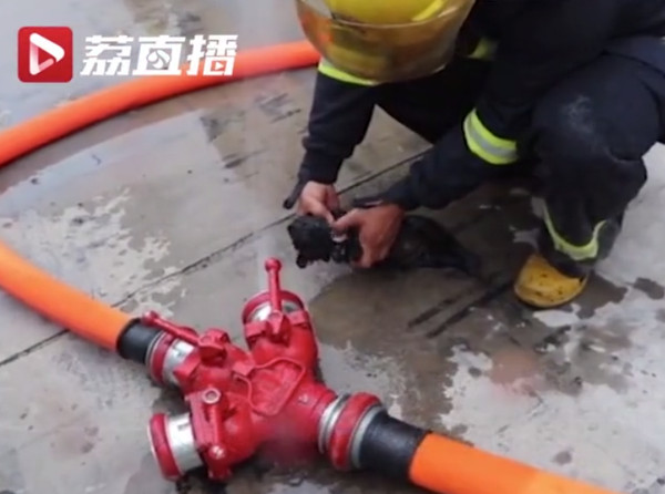 江蘇火災，消防員暖救小奶狗。（圖／翻攝自荔直播）
