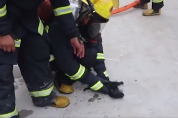 江蘇火災，消防員暖救小奶狗。（圖／翻攝自荔直播）