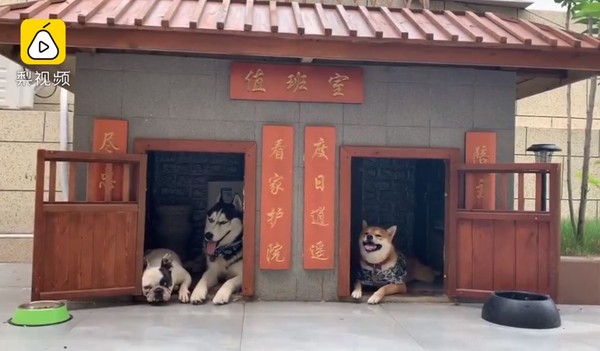 ▲周小帥為家裡的3隻狗打造一座智能狗屋。（圖／翻攝自梨視頻）