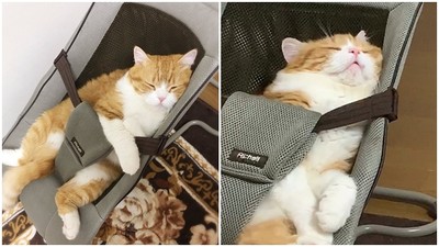 睡出雙下巴！橘貓霸占嬰兒搖椅睡懶覺　雙腳大開把自己當小寶寶