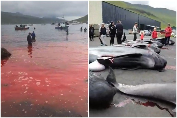 ▲▼2019/08/02，法羅群島獵殺鯨魚活動，鮮血再度染紅海灣。（圖／翻攝自Facebook／Sea Shepherd Faroe Islands Campaign）