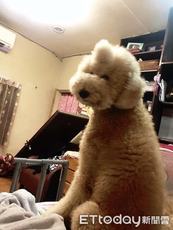 ▲標貴衝刺迎接「下秒直接拆家」 網友笑瘋:爸爸才是罪魁禍首。(圖/有點毛毛的/飼主陳佩珊)