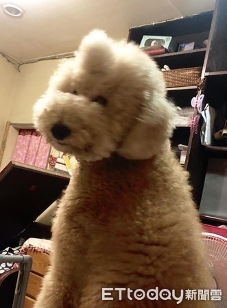 ▲標貴衝刺迎接「下秒直接拆家」 網友笑瘋:爸爸才是罪魁禍首。(圖/有點毛毛的/飼主陳佩珊)