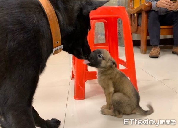 ▲里長愛的牽線！「黑嘴奶汪」變超萌警犬，所內開心奔跑療癒警察叔叔。（圖／新北市動物保護處提供）