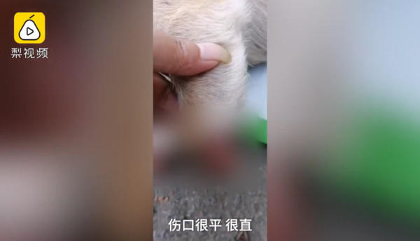 ▲40度高溫曝曬！　柴犬遭丟棄「4腳掌全砍斷」...躺路邊慘死成乾屍（圖／翻攝梨視頻）