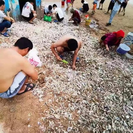 ▲山東西海岸海軍公園附近海灘颱風之後出現大量牡蠣，市民與遊客們開心狂撿。（圖／翻攝自微博，下同）