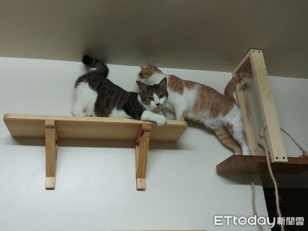 ▲牆壁上有專為貓咪們打造的遊玩空間。
