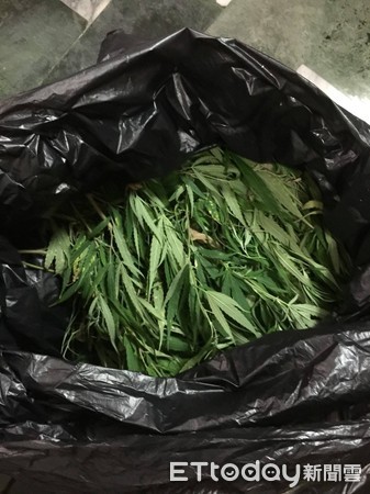 ▲台南市警局在仁德山區，破獲「大麻園」品工廠，起獲大麻株18株及大麻花、大麻葉、大麻種子、捲菸器、種植、收成、水耕、溫室、乾燥等製毒栽培設備。（圖／記者林悅翻攝，下同）