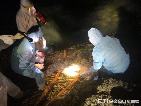 ▲海巡署安檢人員昨天13日在小琉球海灘發現死豬不敢大意、立即封鎖現場等候防疫人員。（圖／記者張君豪翻攝）